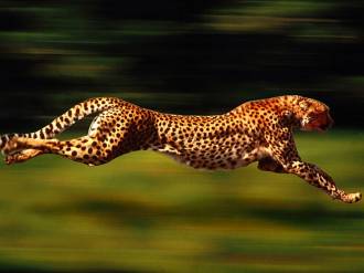 Гепард на бегу